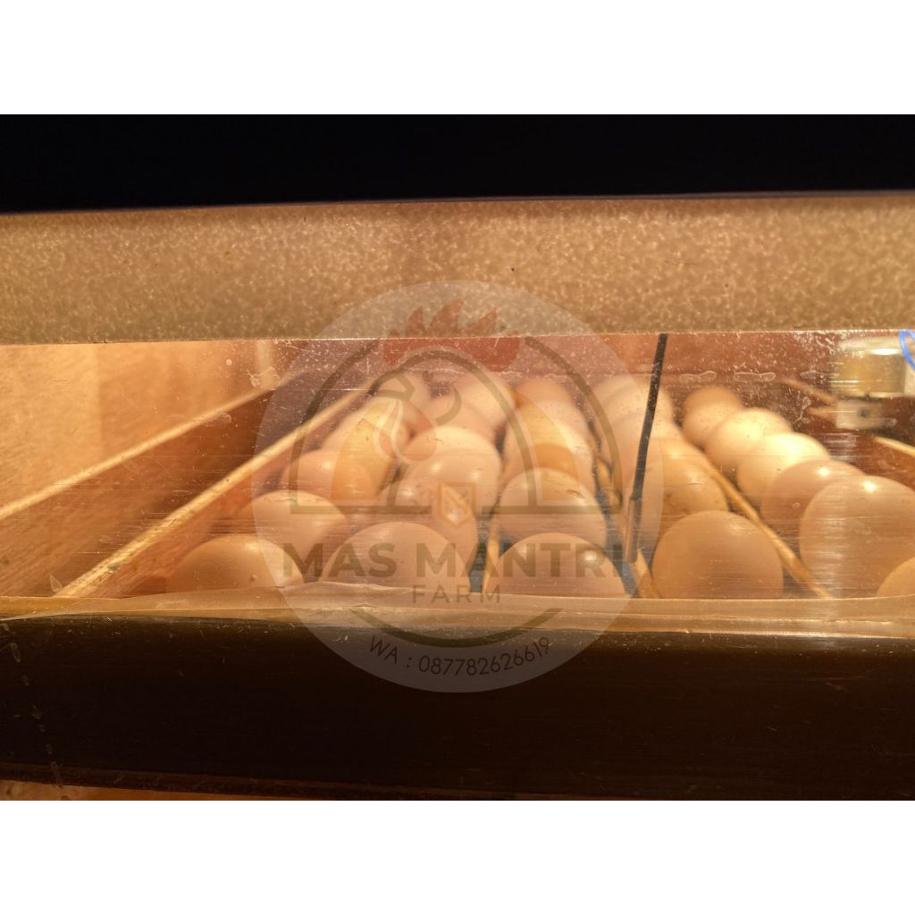 Telur Ayam Vertil | KUB2 | ORIGINAL 100% Unggulan
