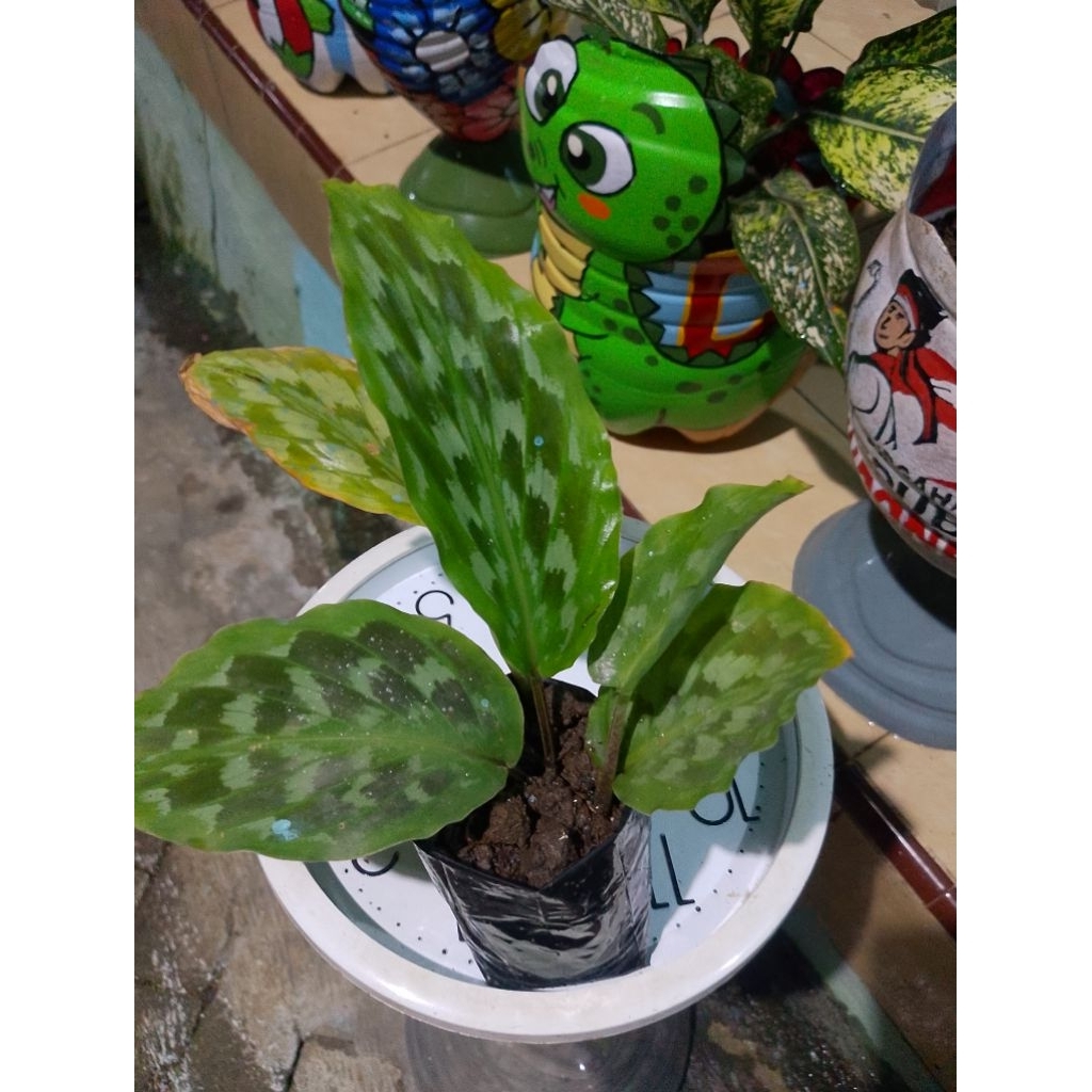 Tanaman Hias Calathea Bulu Merak Kalatea Merak