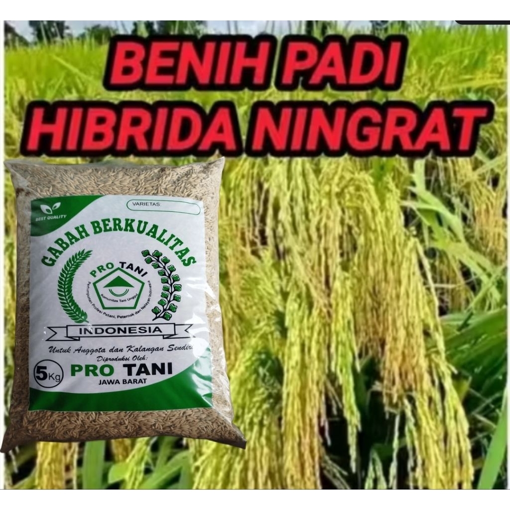 5KG BENIH PADI HIBRIDA NINGRAT ORIGINAL LABEL PUTIH