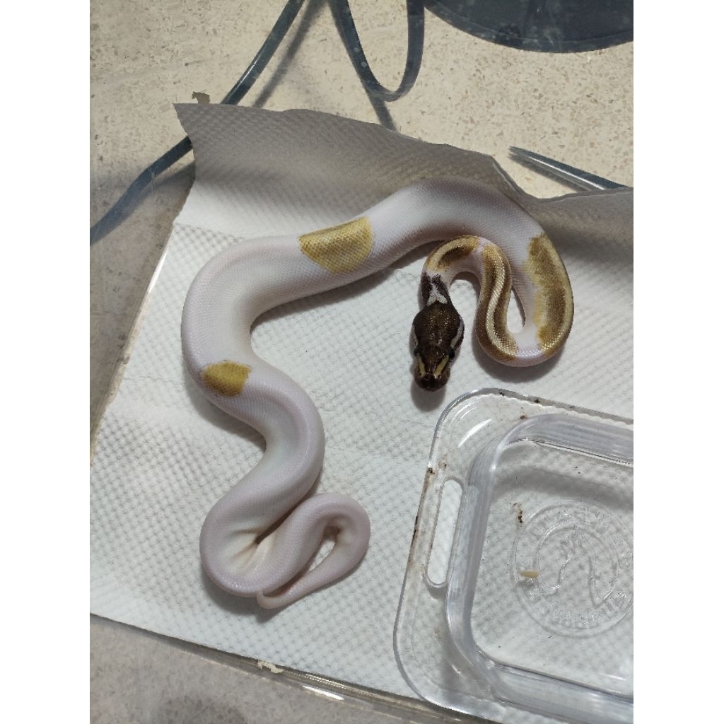 ball python pied murah lucu