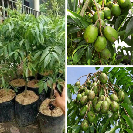 Bibit Buah Kedondong Hasil Okulasi - Tanaman Buah Dalam Pot Tabulampot - Bibit Buah Unggulan - Bibit