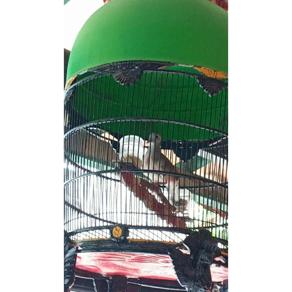 Perkutut Bangkok Klas Lomba Junior, Kode : B-24