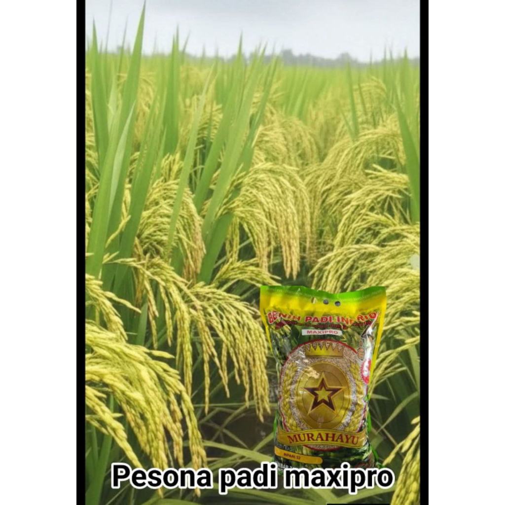 Benih padi unggul inpari 32 maxipro, ORIGINAL.