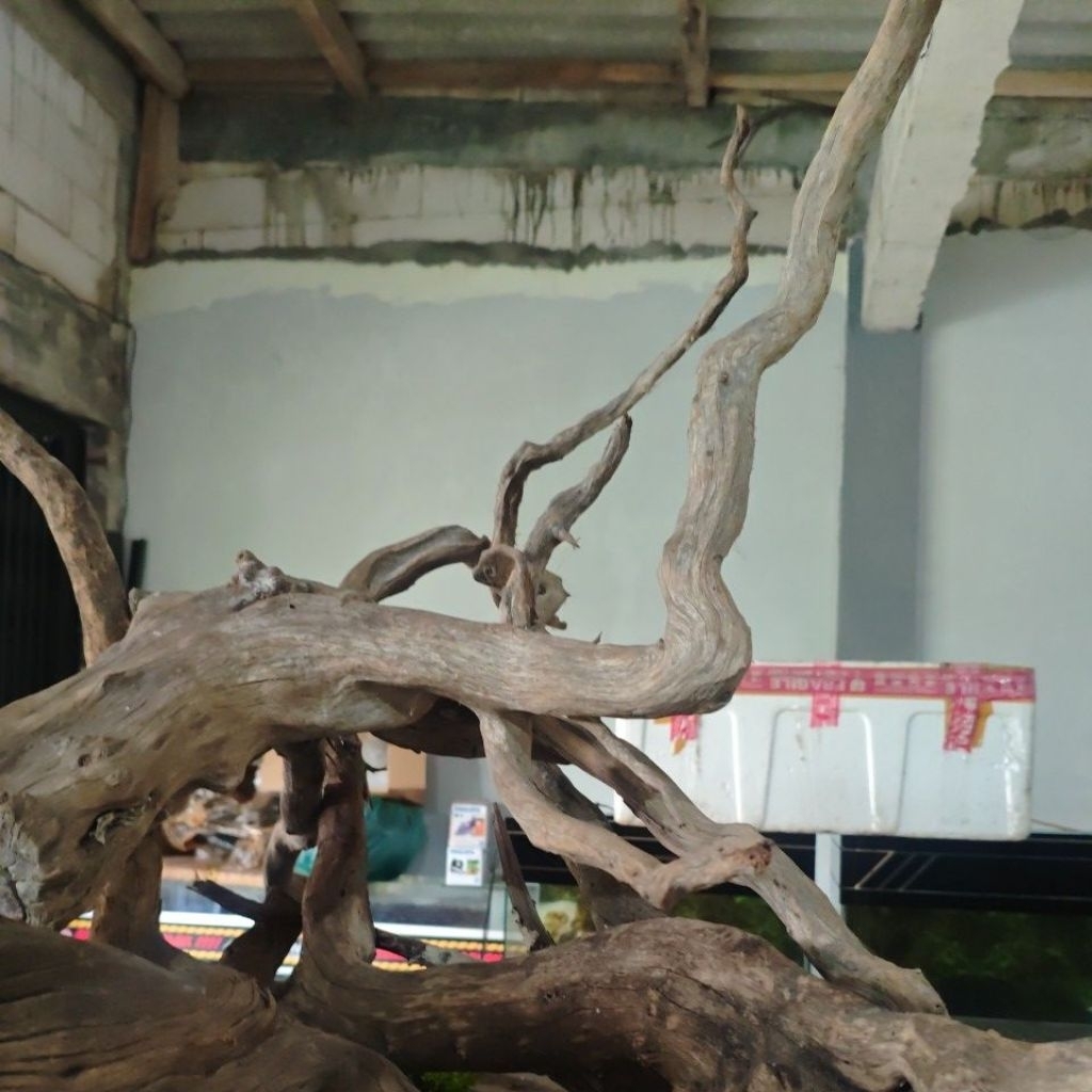 kayu santigi laut pesanan