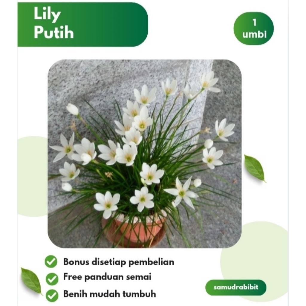 Umbi Bunga Lily Putih Bibit Rain Lily