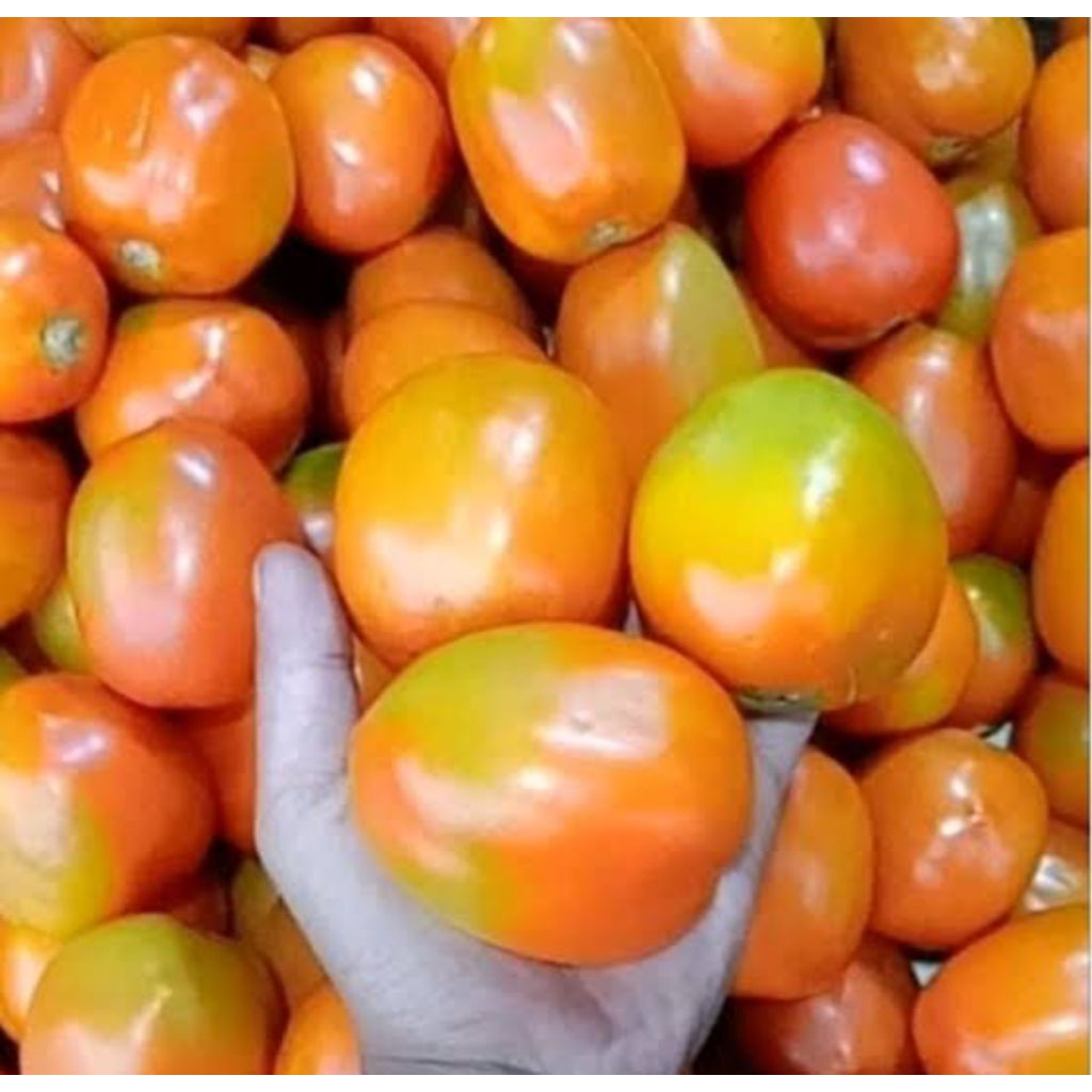 tomat apel besar/buah tomat fresh