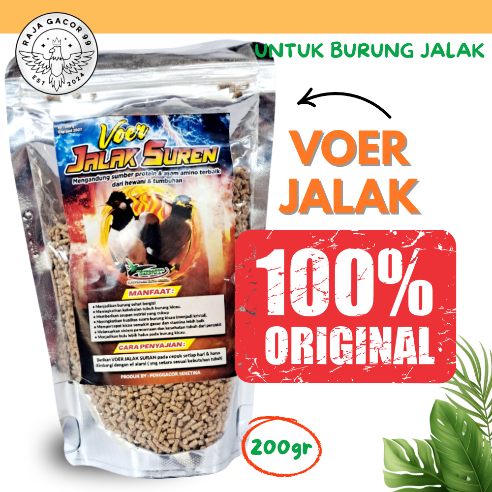 VOER PAKAN JALAK SUREN Penggacor burung Makanan pakan burung jalak suren
