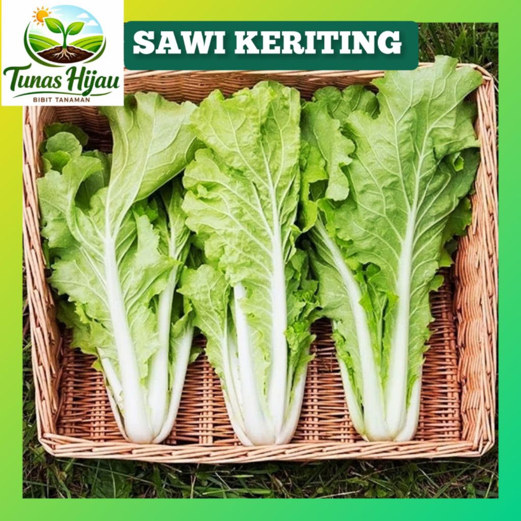 [15 butir] BENIH SAWI KERITING