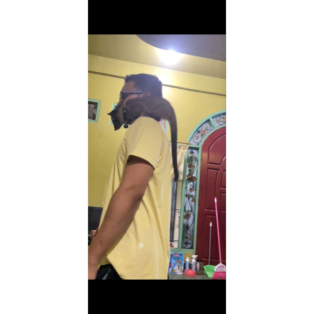 Hewan peliharaan Musang Pandan Jinak & Sehat kelamin Jantan