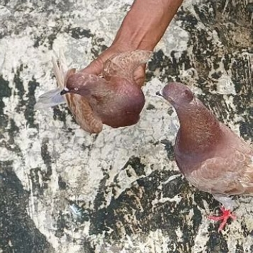Burung dara jambul kelabu giring keras