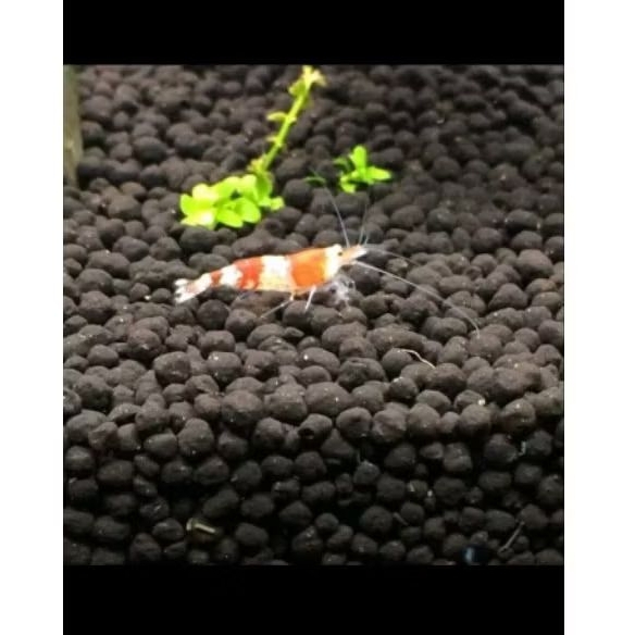 Soil Aquascape Soil Premium plus kemasan 500ml 0,5 L