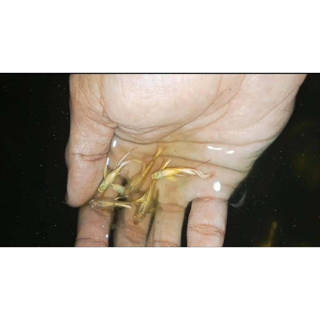 mainan guppy full gold ribbon long ear 2 pasang