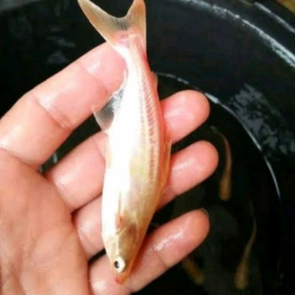 bibit ikan patin albino