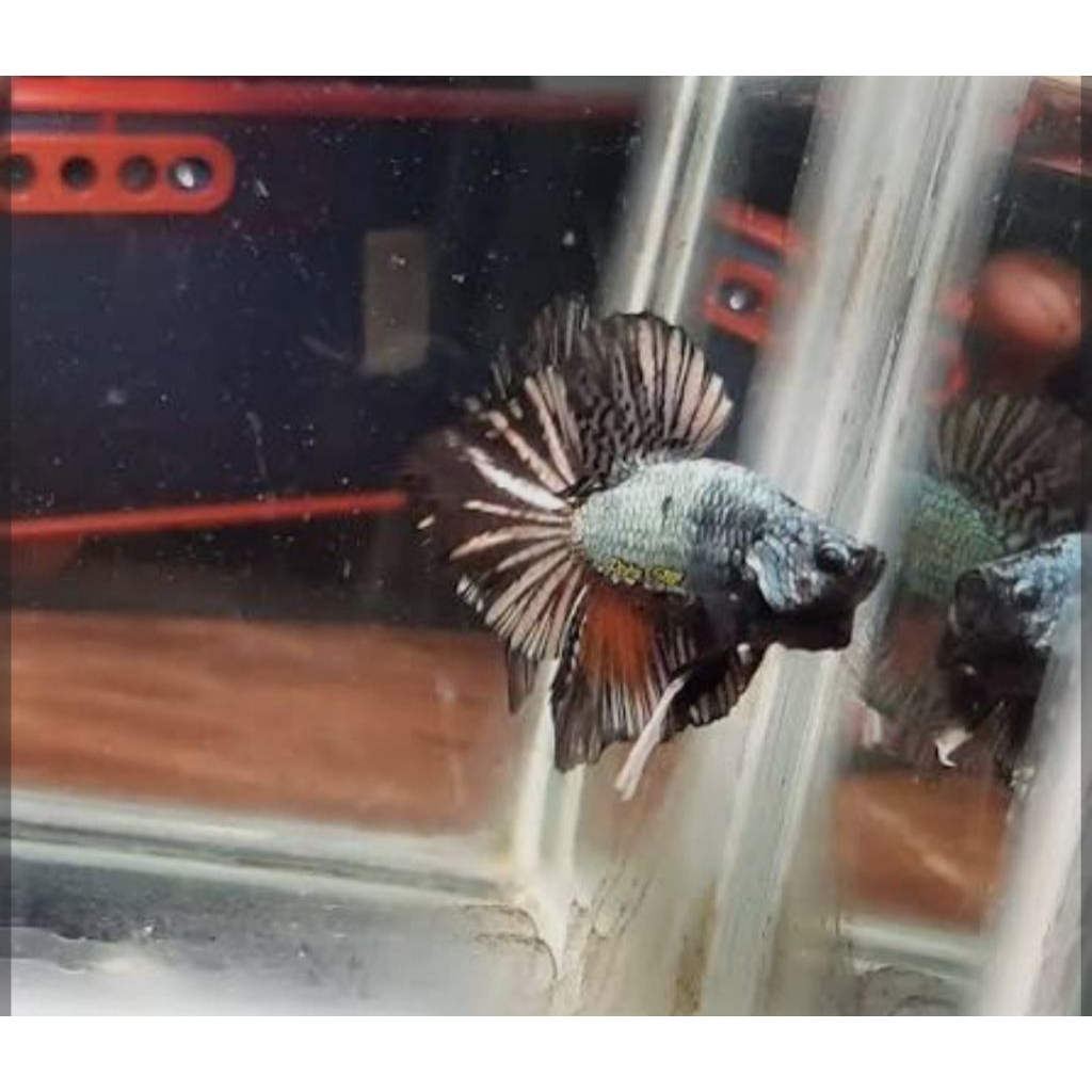 ikan cupang BONSAI avatar cooper GRED A++ JANTAN .SIZE dewasa bodi pendek