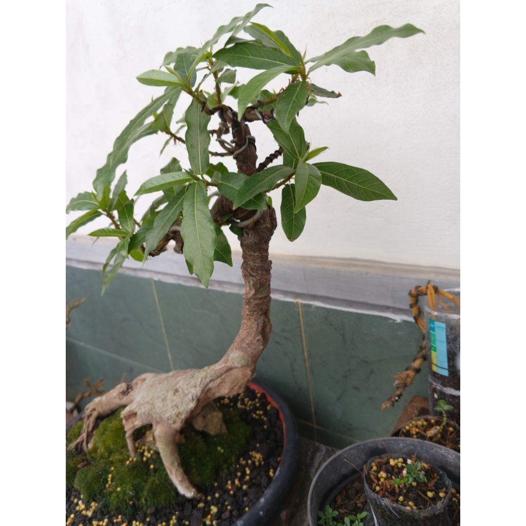 Bonsai Ficus Loa