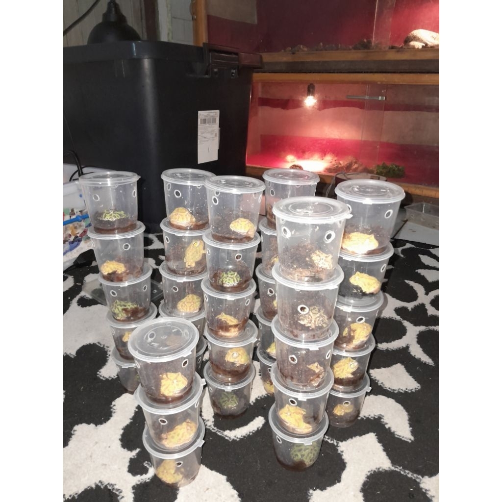 Katak Pacman Pacman Frog 10ekor