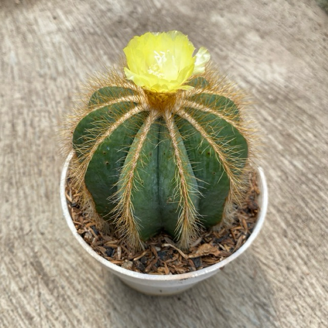 Noto Catus Size Besar- Sukulen Kaktus Tanaman Hidup Akar Sehat Siap Tanaman