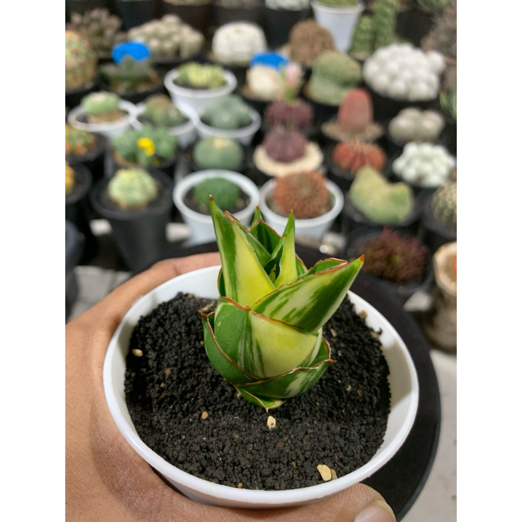 Sansevieria tower Varigata