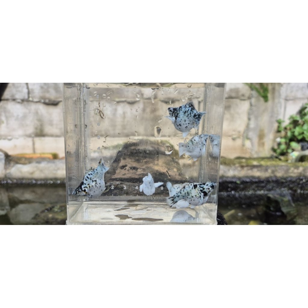 molly balon platinum marble