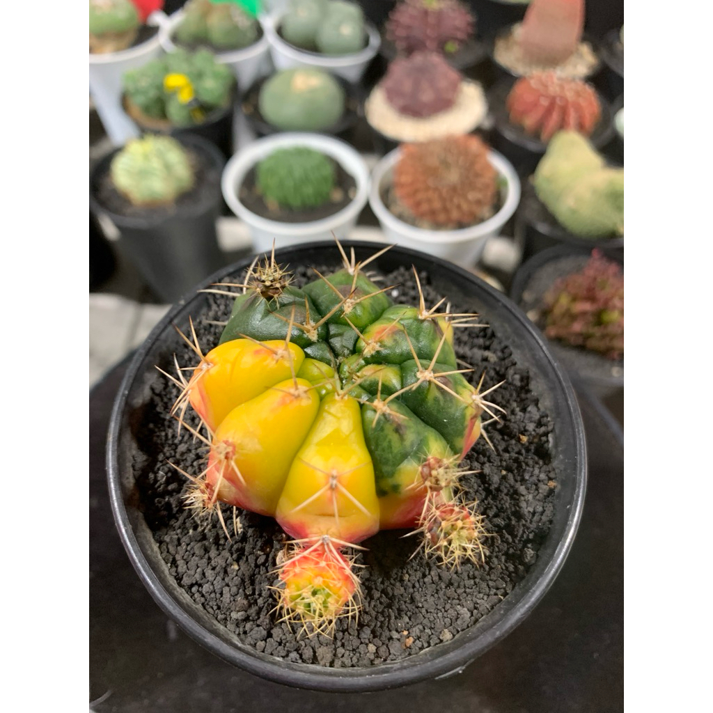 Gymno Damsi Varigata