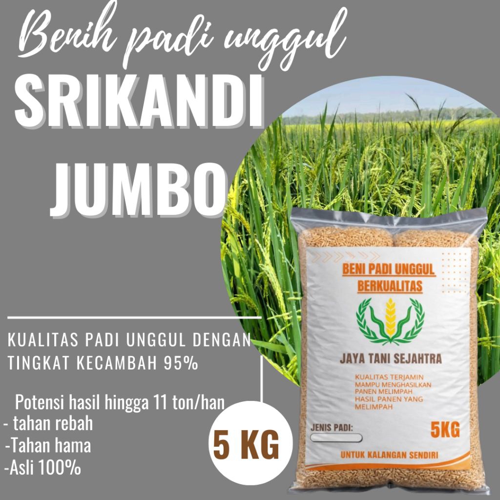 BENIH PADI SRIKANDI JUMBO 5KG