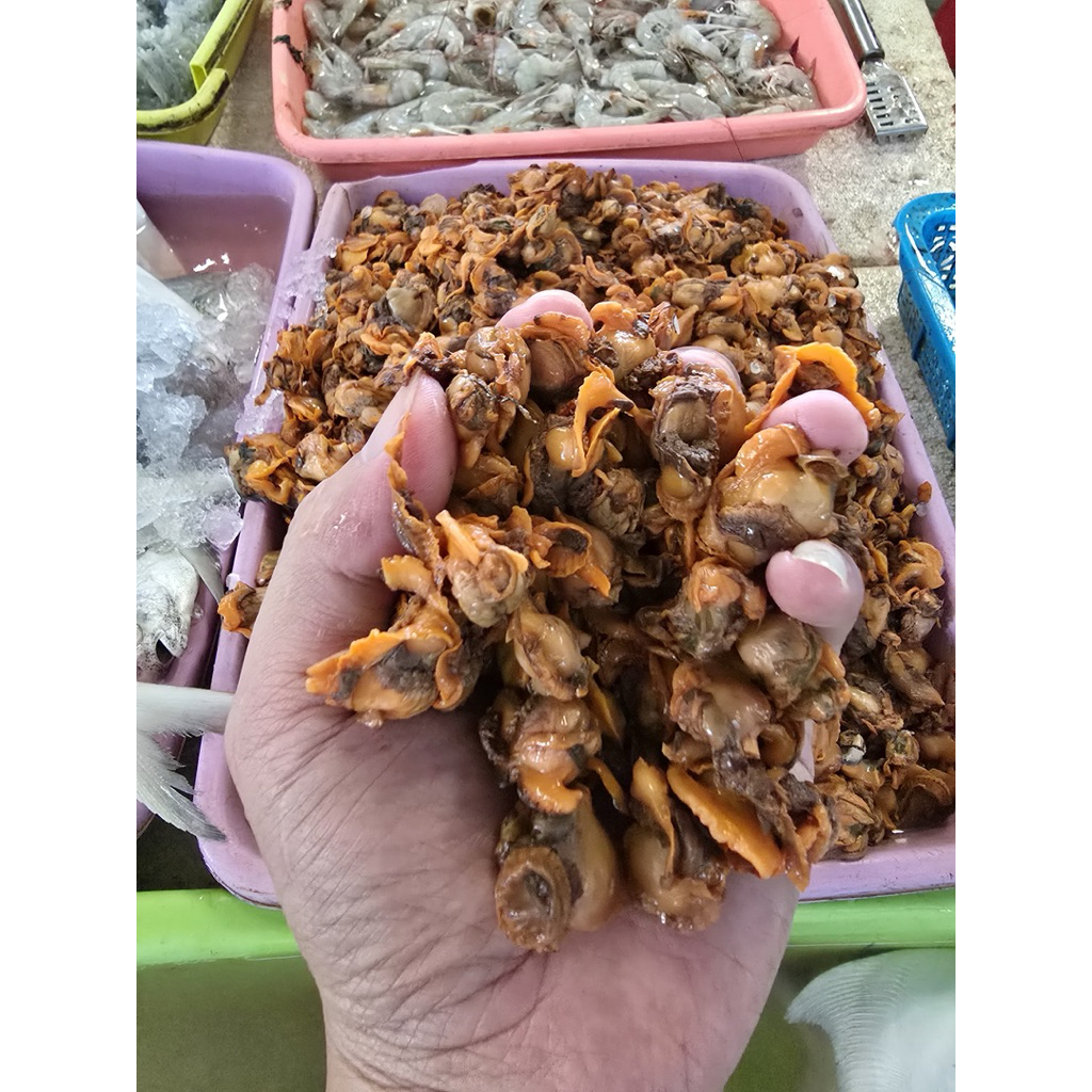 kerang dara kupas segar alami