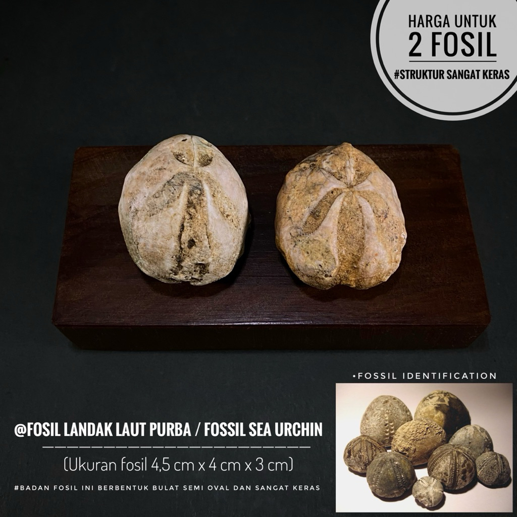 Fosil Landak Laut Purba Natural A19 atau Fossil Sea Urchin atau Fosil Awar Awar atau Fosil Bintang L