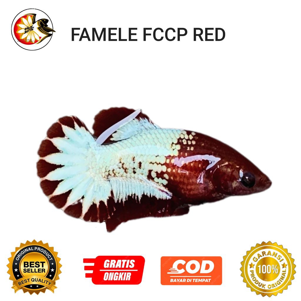 Cup4ng Betina FCCP RED Famele kualitas import