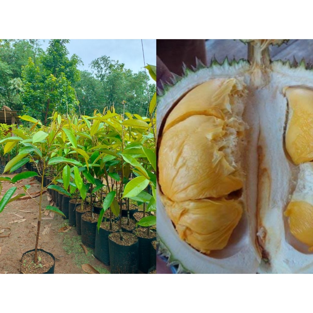 Bibit durian Duri hitam okulasi
