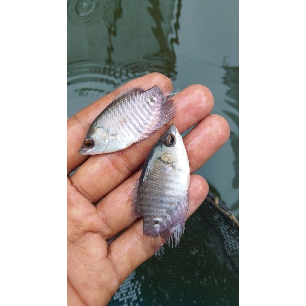 bibit ikan gurame