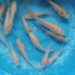 bibit ikan nila albino berkualitas bagus