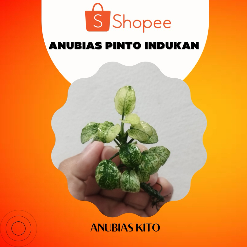 Anubias Pinto Mp