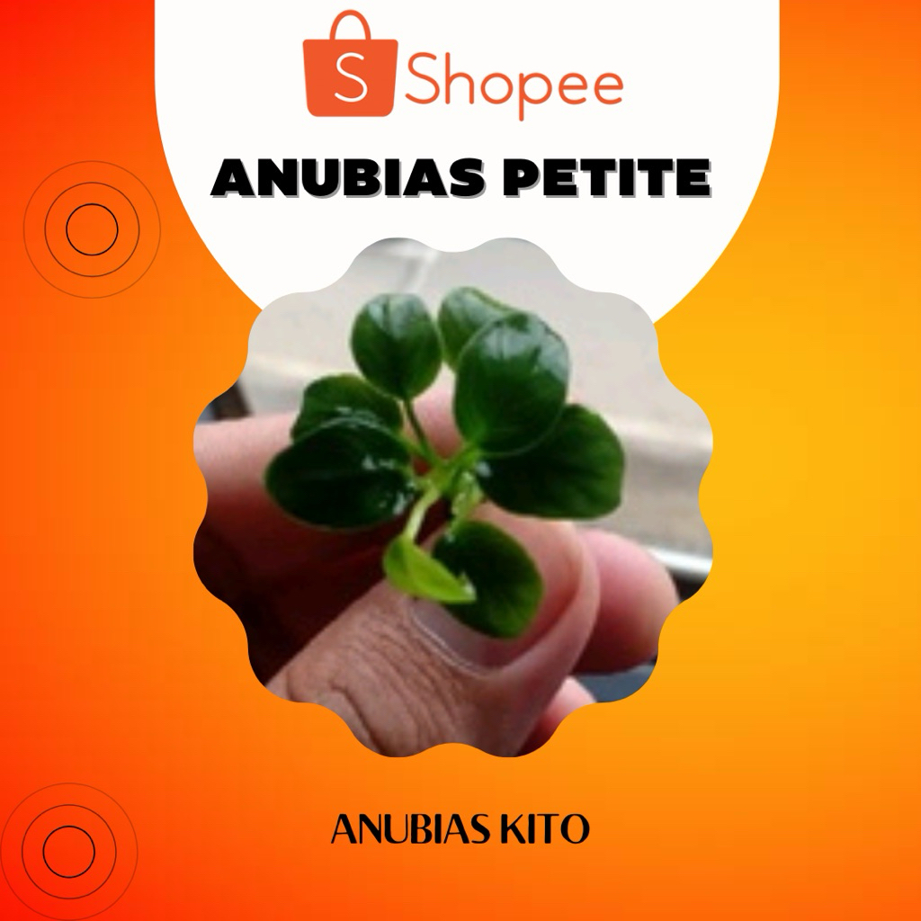 Anubias Petite