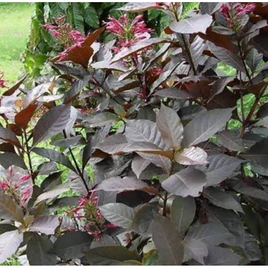 1 Kg Daun Ungu Untuk Ambien / Daun Ungu Untuk wasir / Daun Ungu Obat Ambeien / Daun Ungu Obat Wasir 
