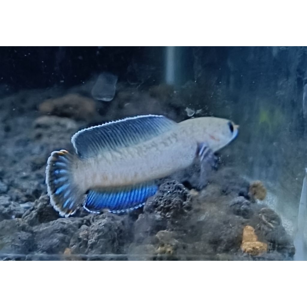 channa andrao 6-7cm bahan progres mantap