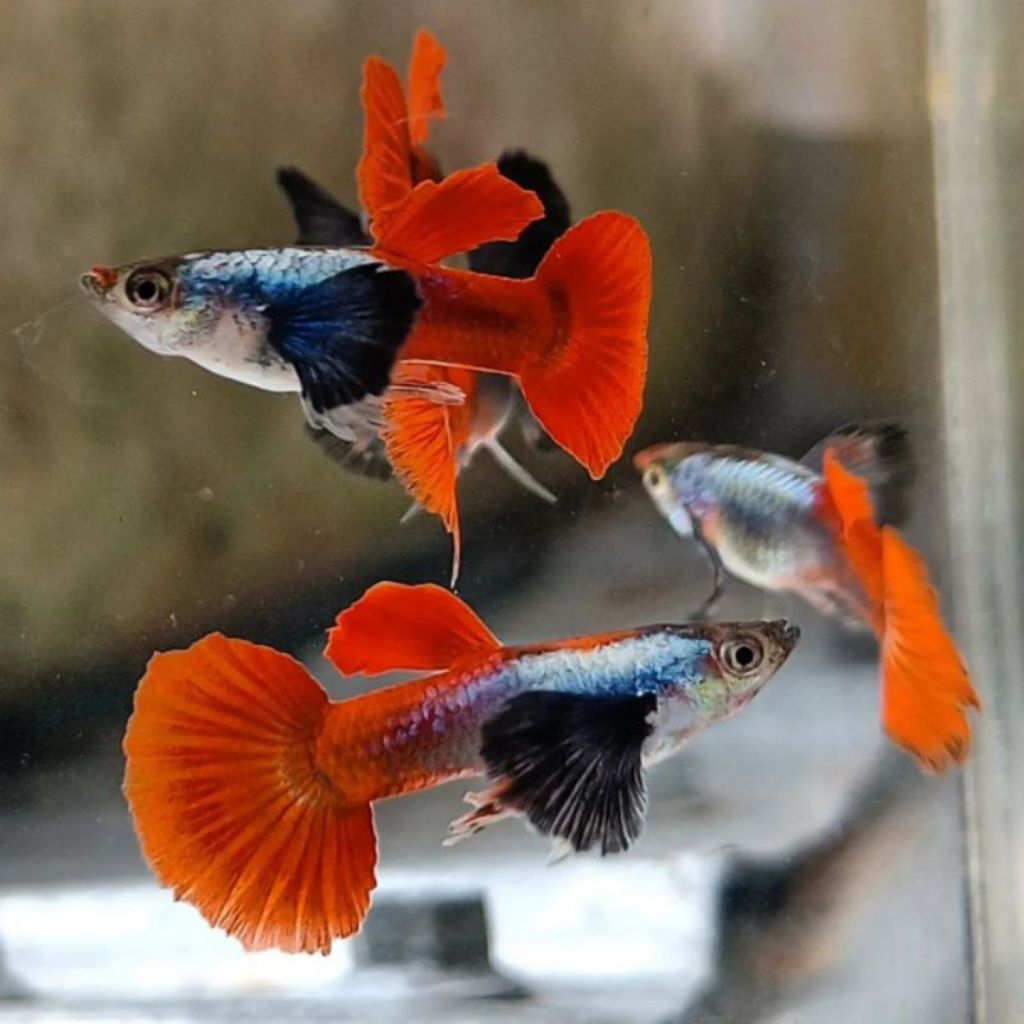 (Hiasan Aquarium) Guppy Platinum Red Tail Dumbo Ear(PRTDE)Ribbon
