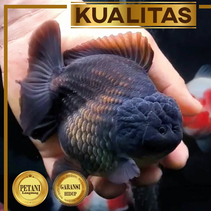Giant Black Oranda Ikan Mas Koki Import Kontes Full Hitam Size XXL Hiasan Aquarium Tanaman Air Tawar