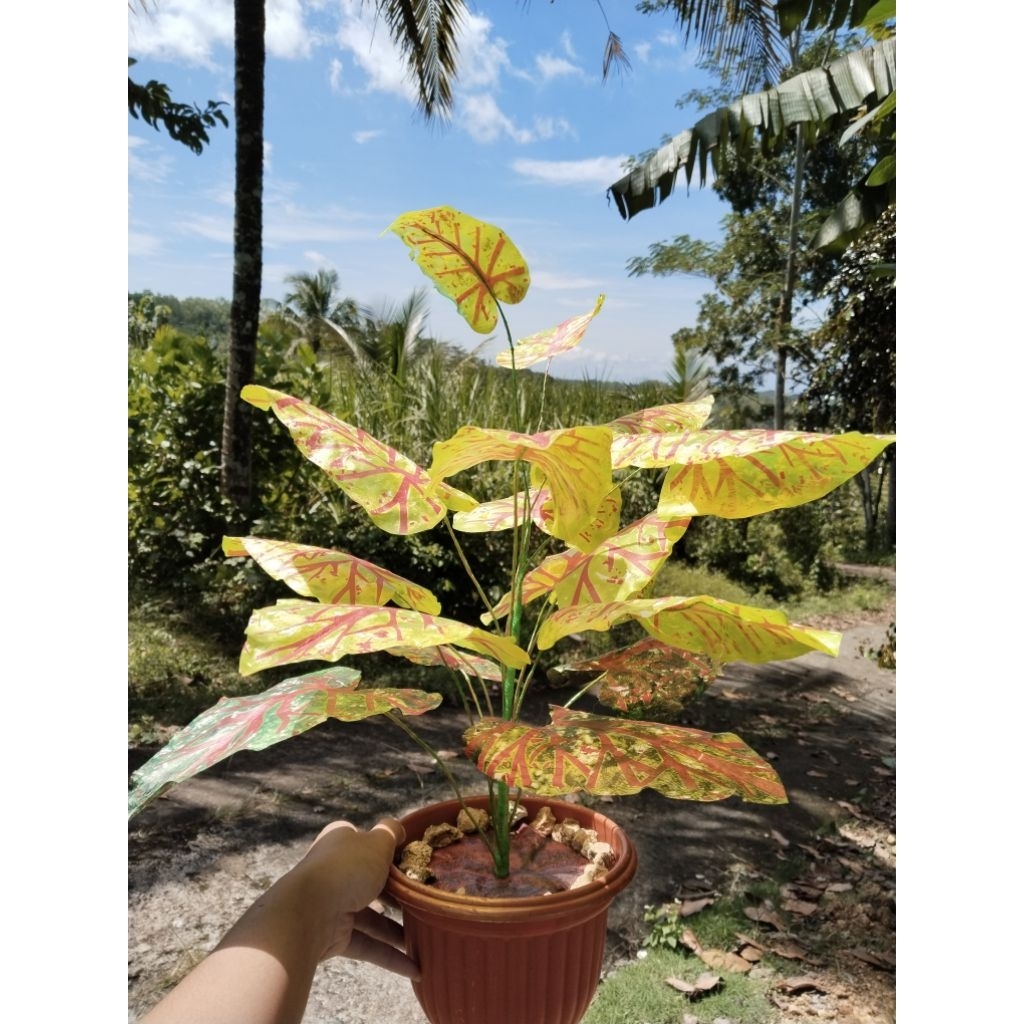 aqila-bunga hias plastik / tanaman hias plastik keladi