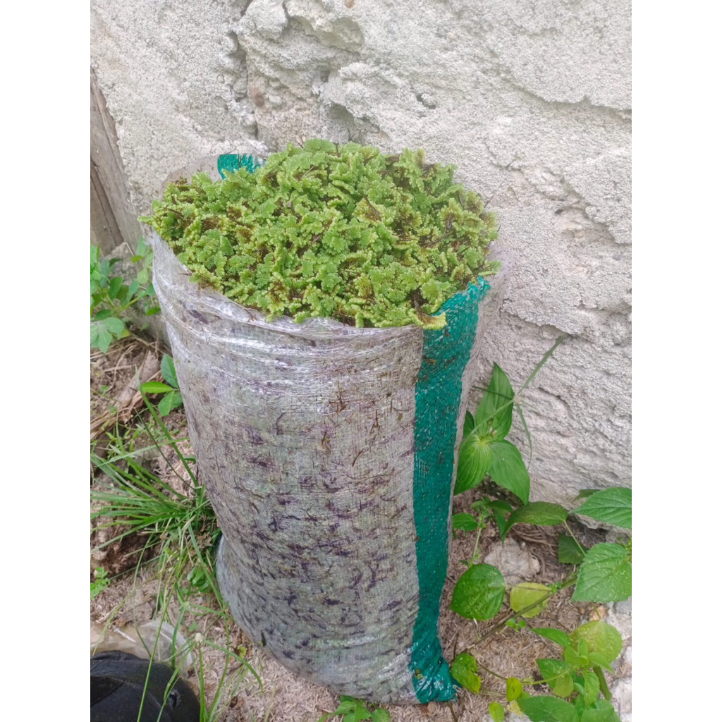 Bibit Azolla Super 500 gram