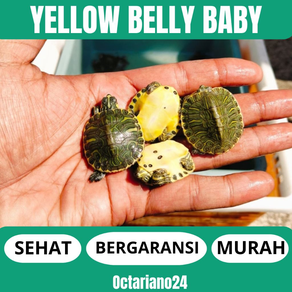 Mainan Anak Anak Kura Kura Yellow Belly Size 3-4 CM Gratis Pakan Bergaransi
