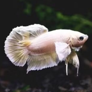 sepasang Ikan Cupang Dumbo Ear Plakat - Warna Acak, Garansi size S++