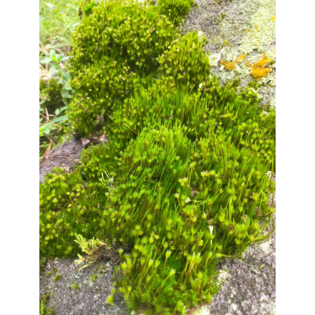 moss batu paludarium/taman/toping bonsai