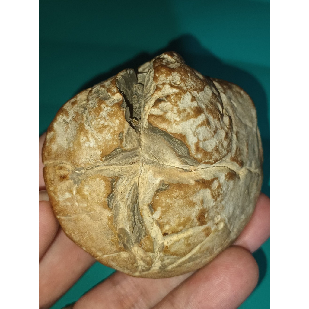 Batu Fosil kerang kijing Bungkem Sakral Tua-Mletek Pamor Tapak Jalak 100% Alami