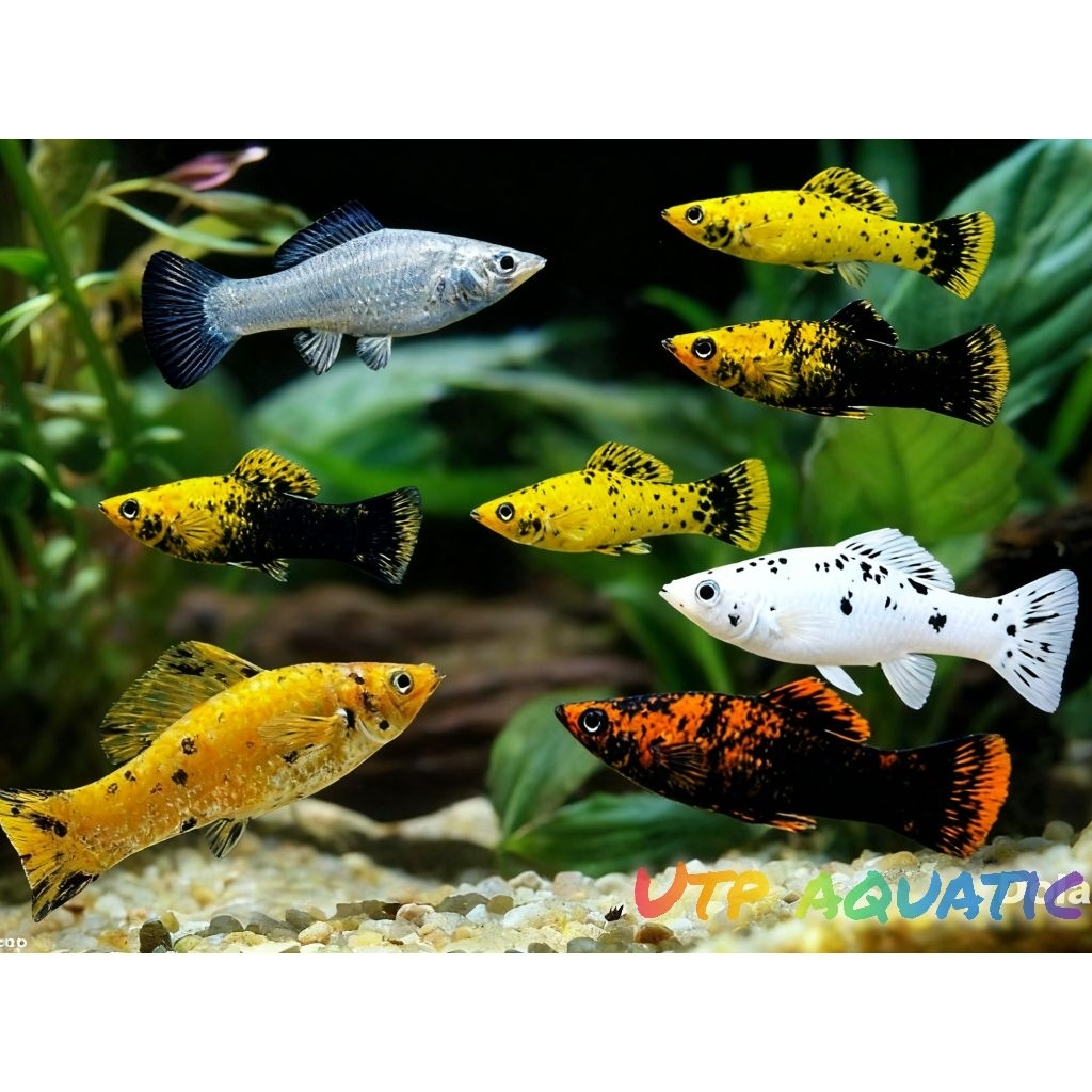 kebutuhan aquarium molly pakan isi 20 kualitas joss