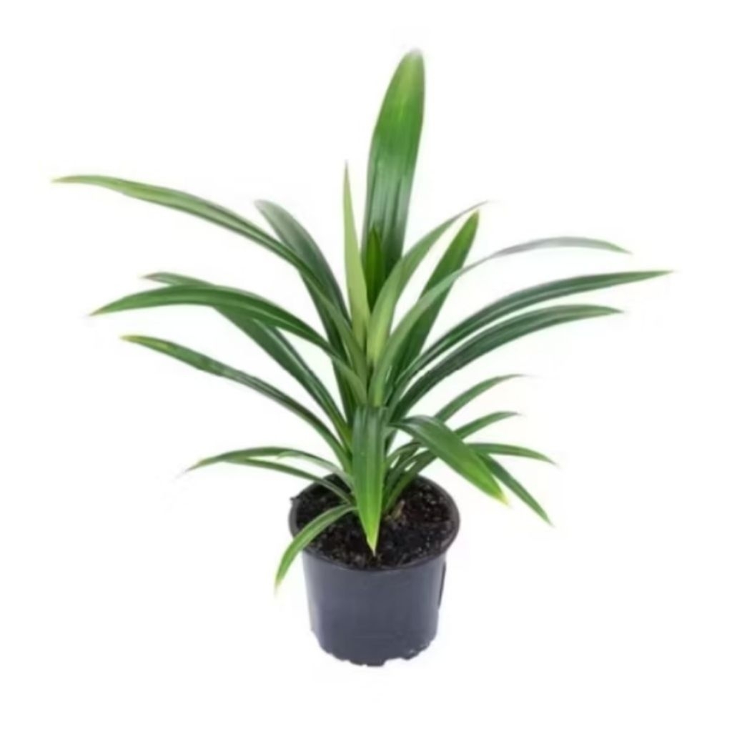 Tanaman daun pandan/ pandan wangi superr daun jumbo