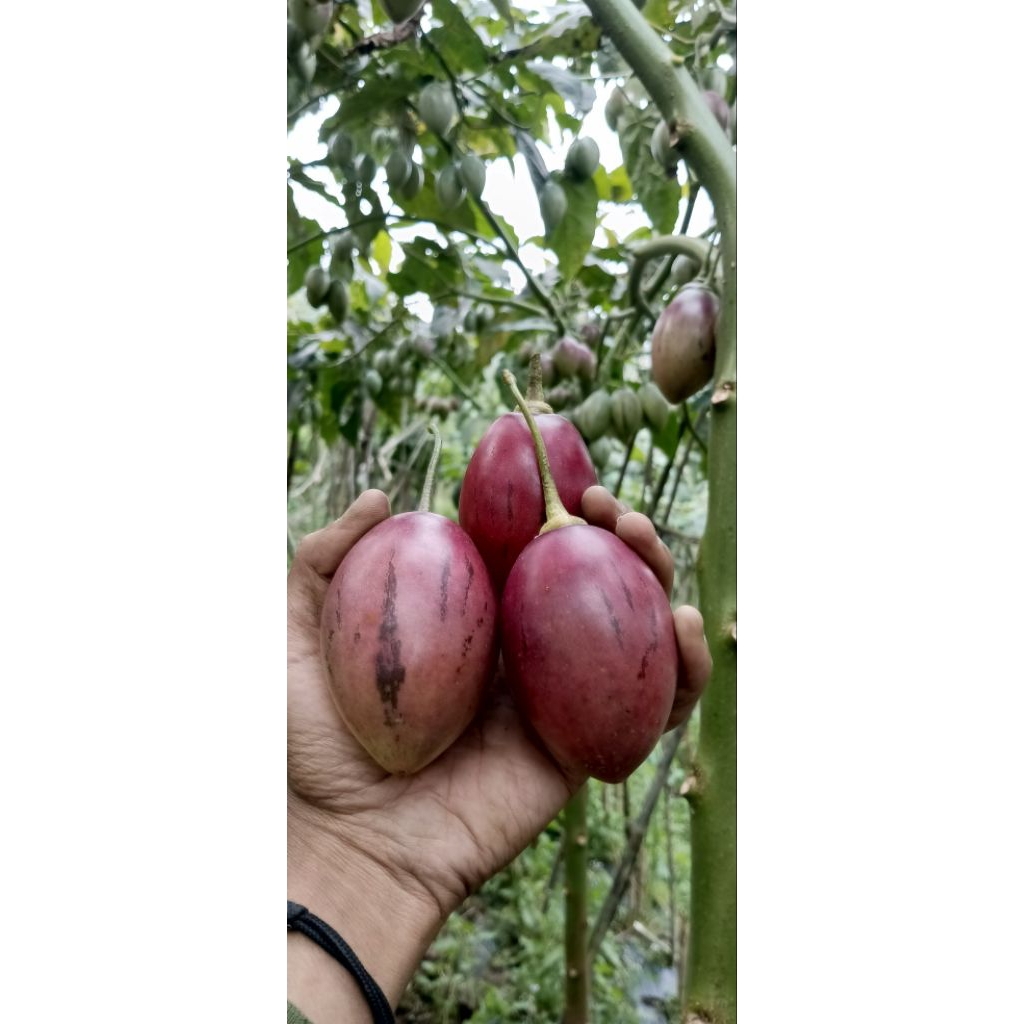 terong belanda 1 kg fresh asli lembang