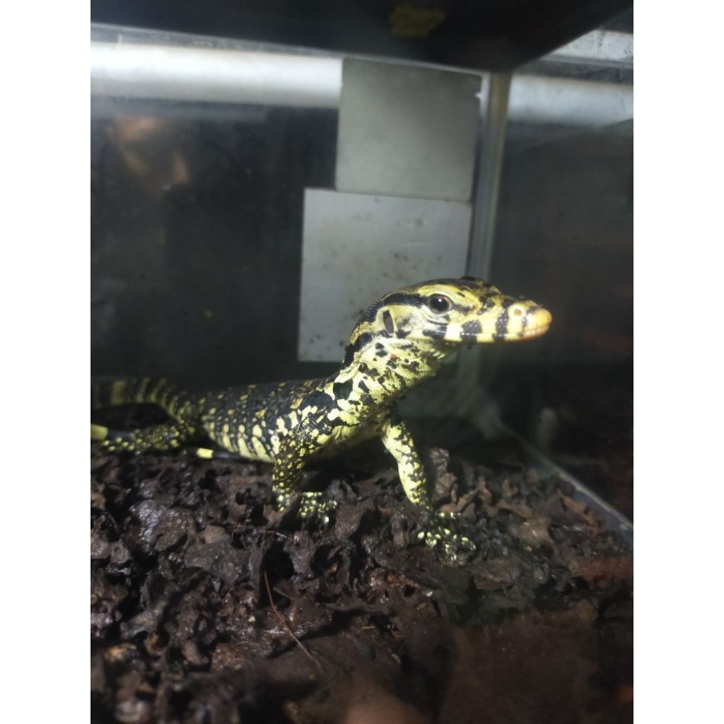 varanus salvator Jawa (jinak jumpy) kurir hanya ojek online maksimal 40 km