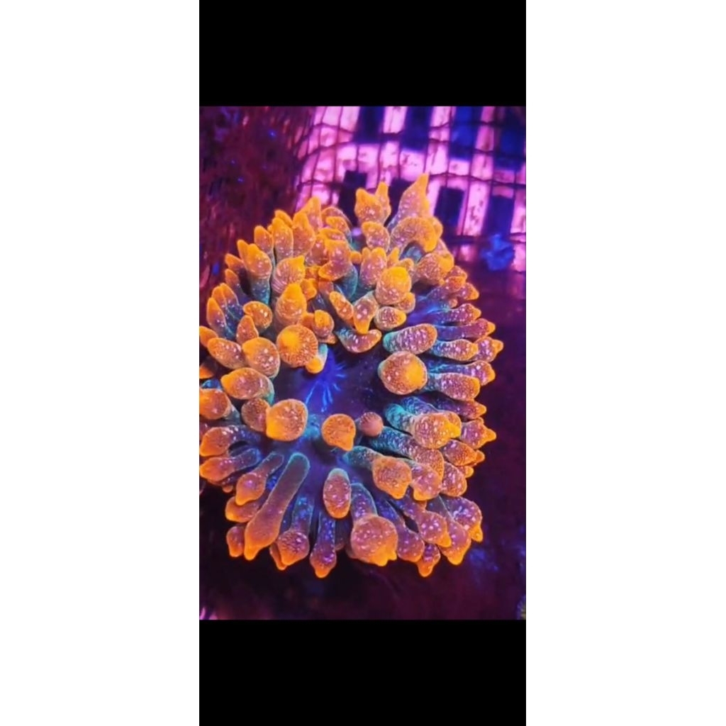 ANEMON BUBBLE MULTY( Anemon genteng merah) size m hiasan akuarium laut