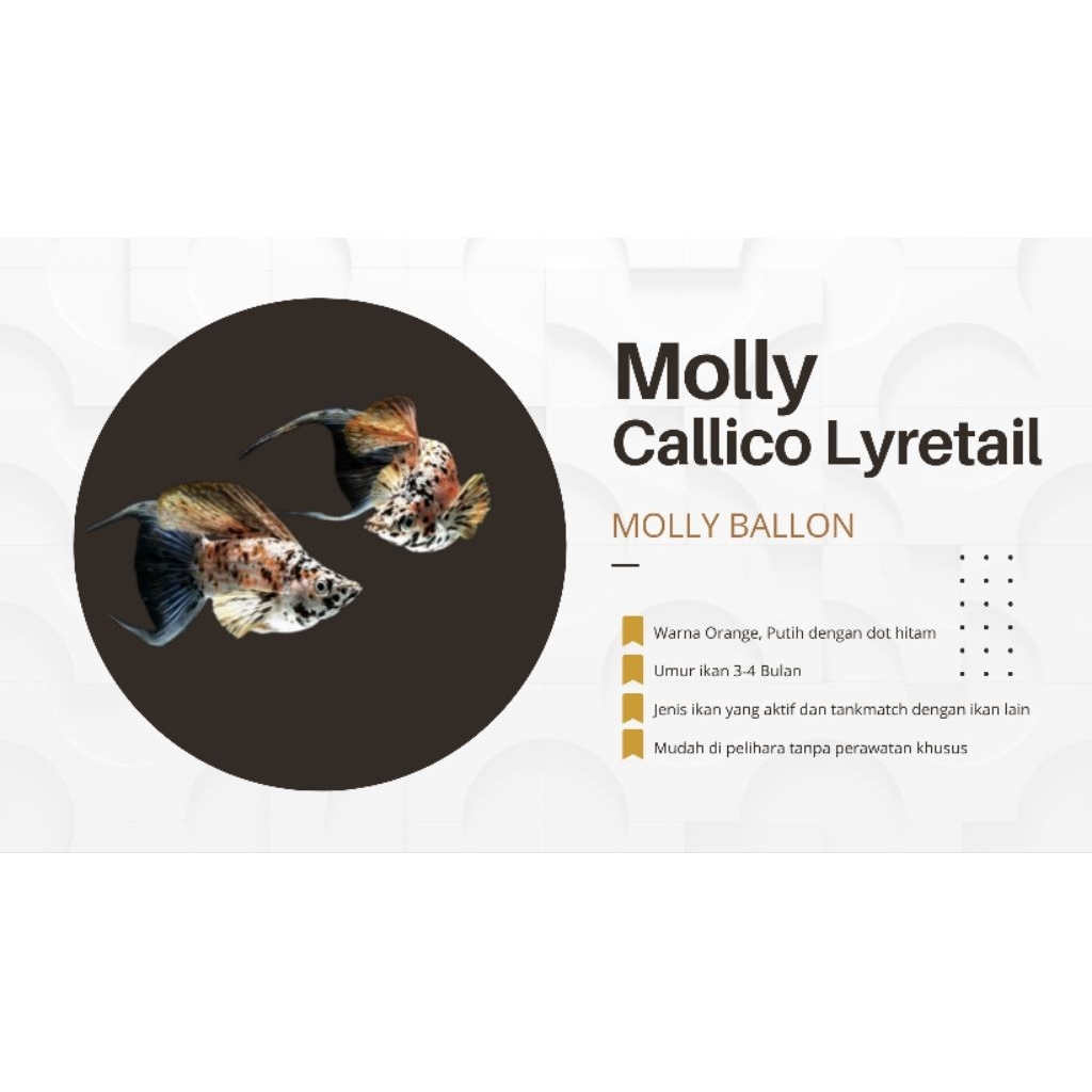 Molly Callico Lyretail