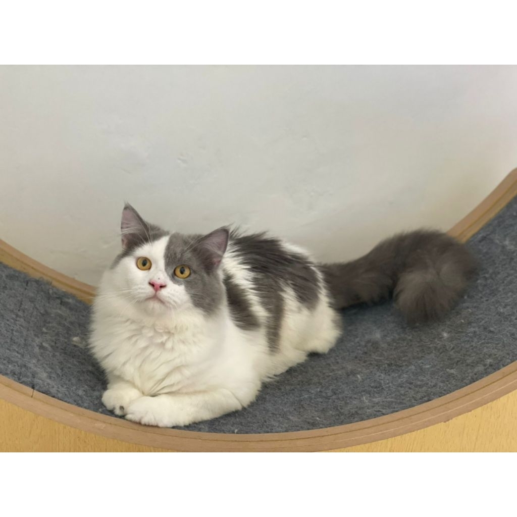 Adopsi Kucing Persia Mix Medium - Sehat, Lincah, Terawat